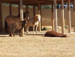 Faulenzende Ponys in der Sonne