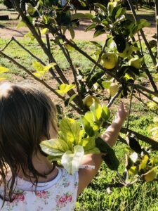 Ein Kind pflückt Bio Äpfel auf Finca Can Agustin auf Mallorca