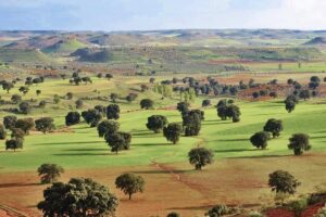 Olivenplantage Campo de Montiel