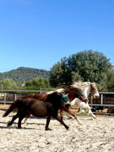 Ponys und Pferde auf Mallorca