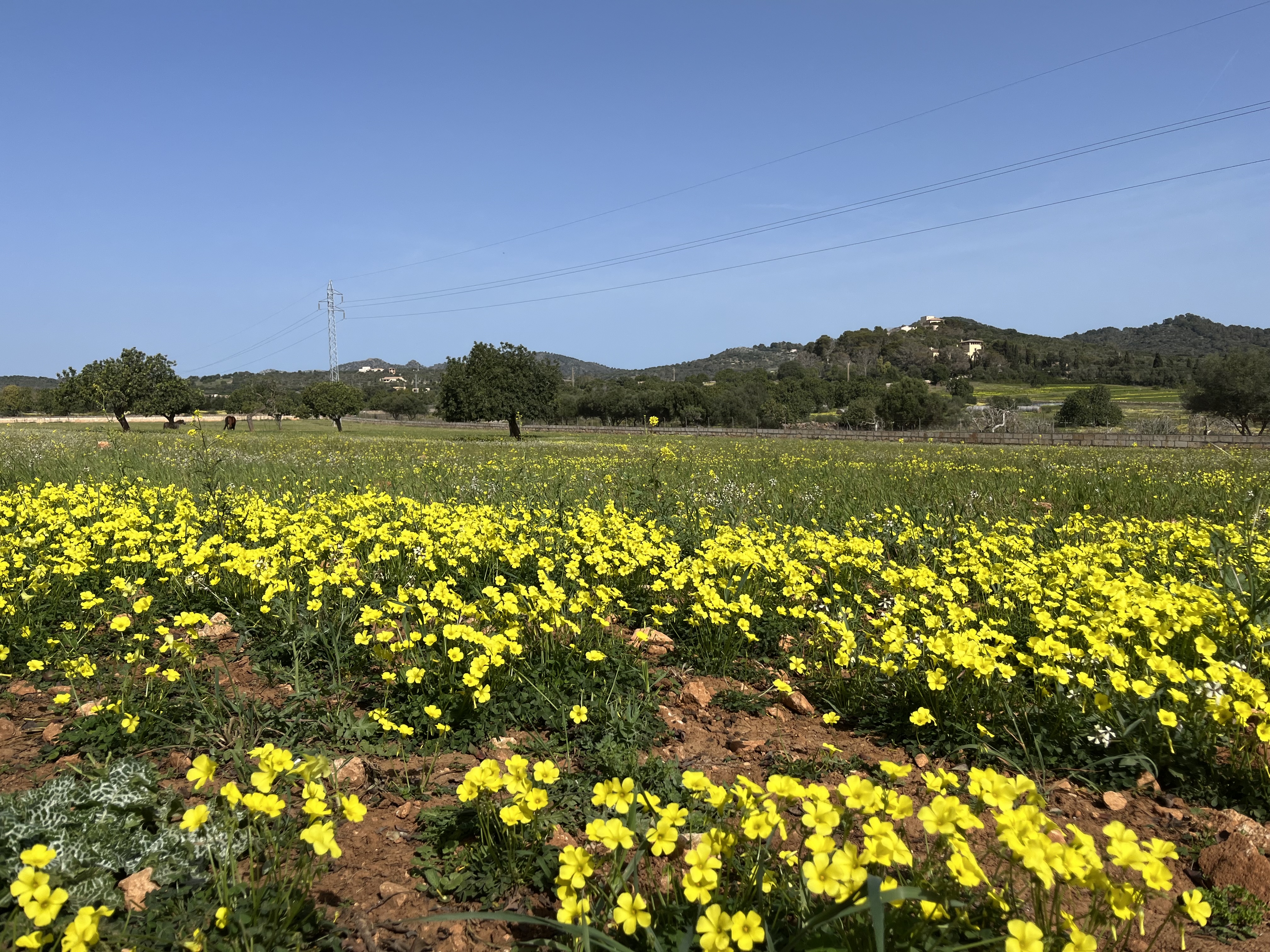 Blütenmeer im Frühling auf Mallorca